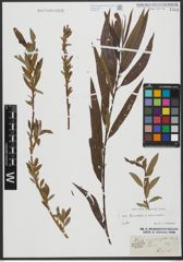 Foto von Salix triandra L. x Salix viminalis L.